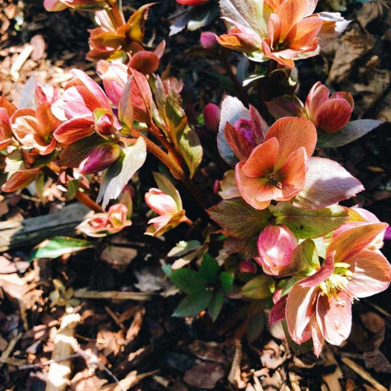 Blossoming flowers on the plant.