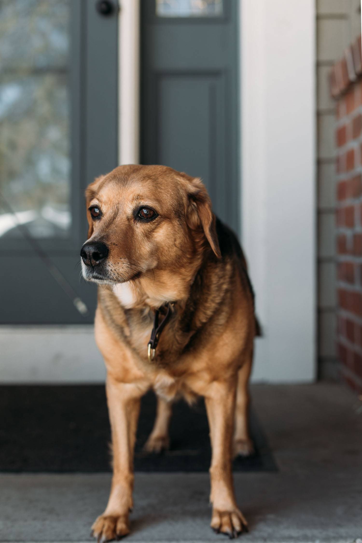 Dog standing in front of a house door.