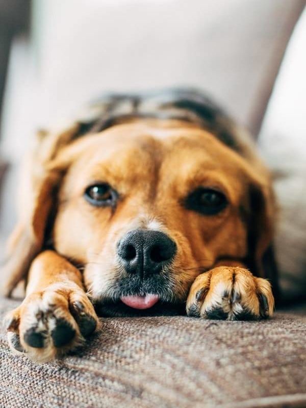 Sage laying on the couch.