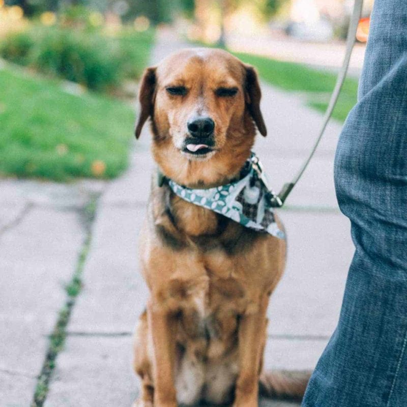 A photo of Sage on a walk on a sidewalk.